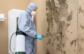 Professional Mold Removal & Remediation in Cedar Ridge, CA